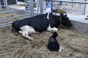 Safety during calving Image of cow with a newly born calf