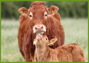Coping with the Pressures of Farming Coping with the Pressures of Farming - front cover of booklet