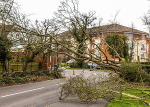Fallen tree Fallen tree
