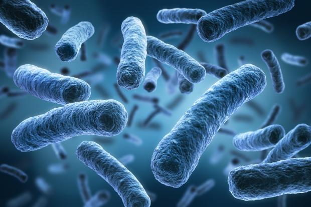 Legionella Legionella