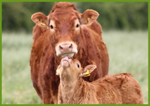 Coping with the Pressures of Farming - front cover of booklet